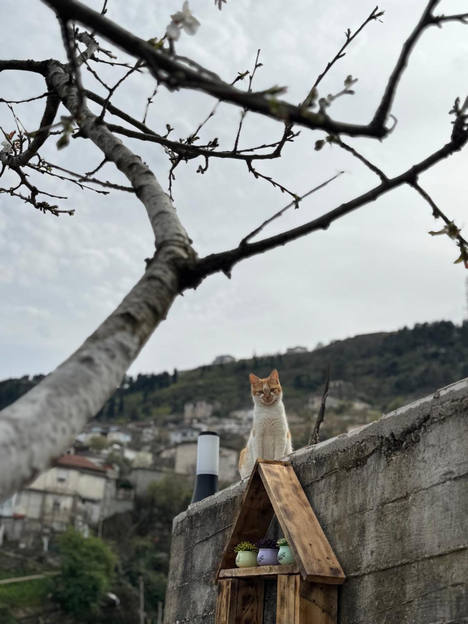 Ilvi Guesthouse Gjirokastër Exteriér fotografie